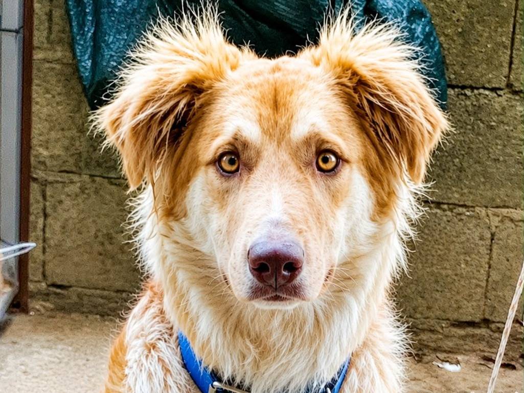 Adotta un cane, taglia media contenuta, maschio, Catanzaro