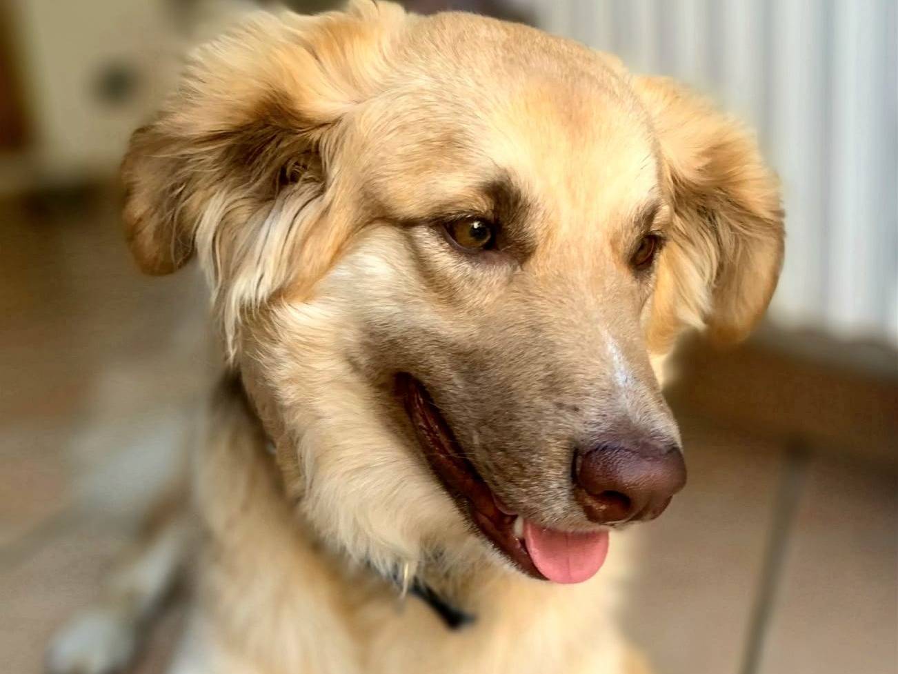 Vuoi adottare un cane a Catanzaro?