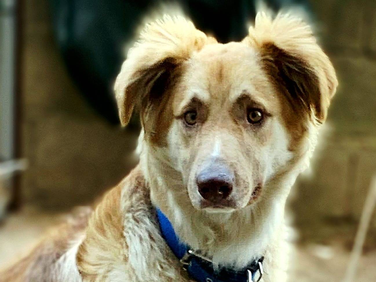 Adotta il cane BALTO a Catanzaro