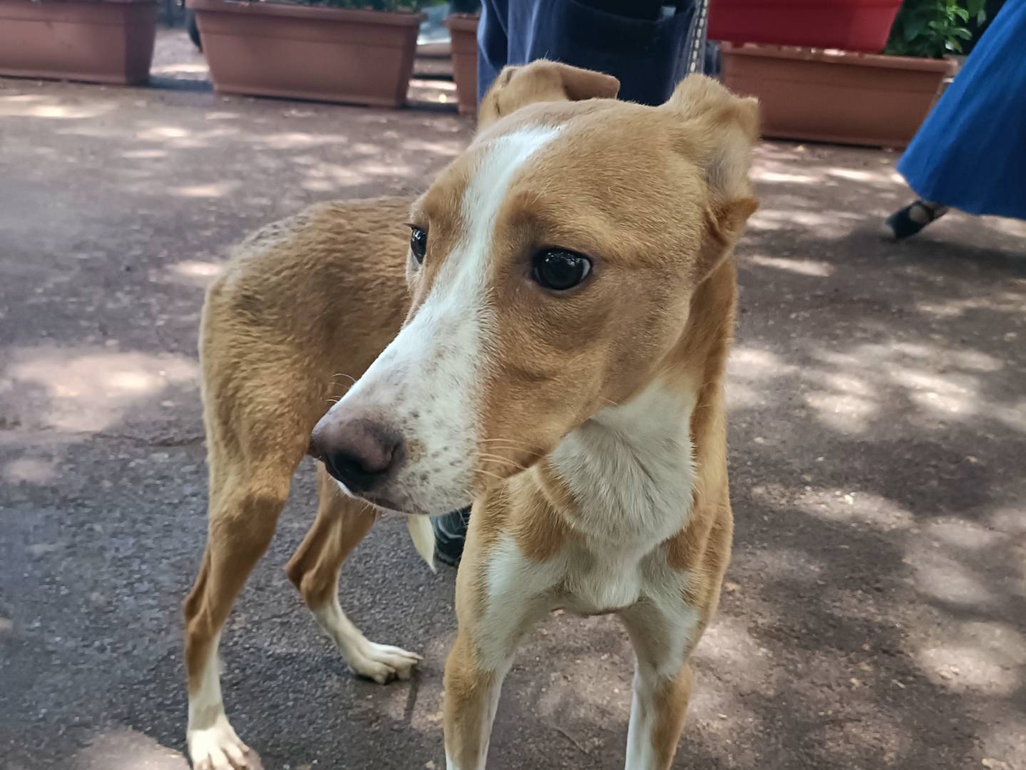 Adozione cane, femmina, Razza sconosciuta Razza sconosciuta, 1 anno, taglia media, Palermo
