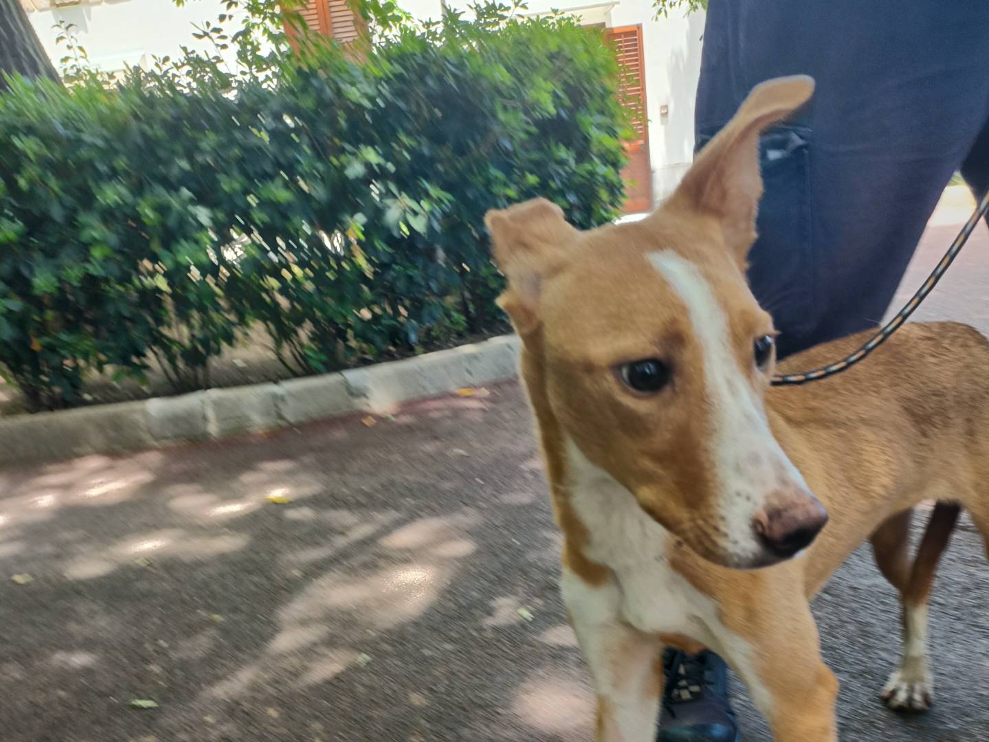 Adotta un cane, femmina, 1 anno, Palermo