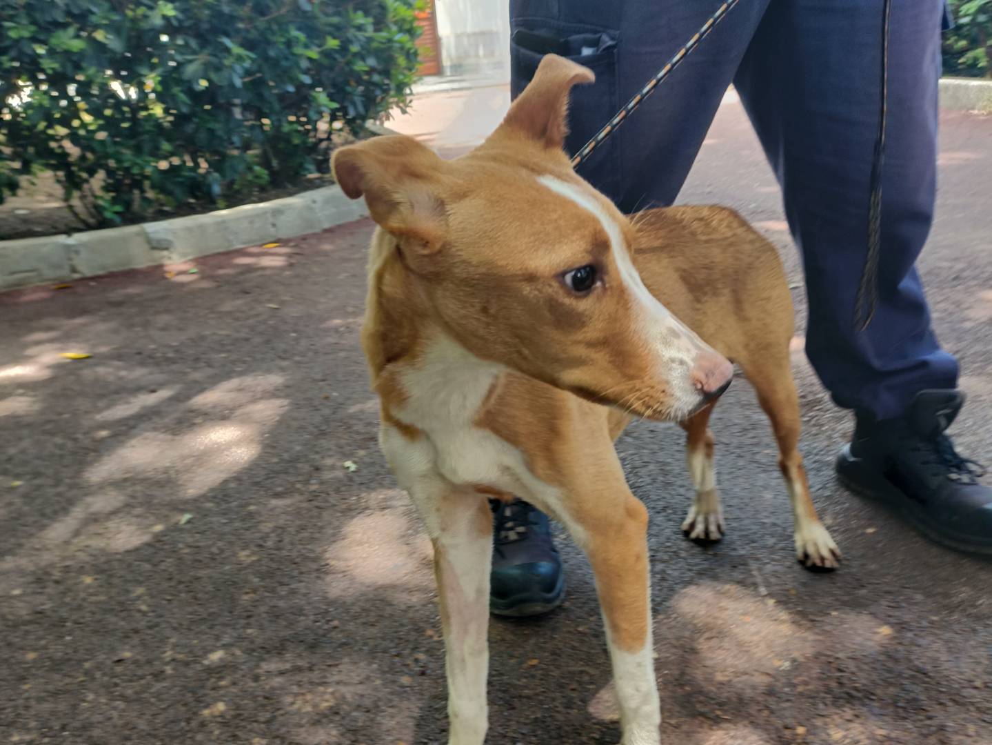 Vuoi adottare un cane a Palermo?