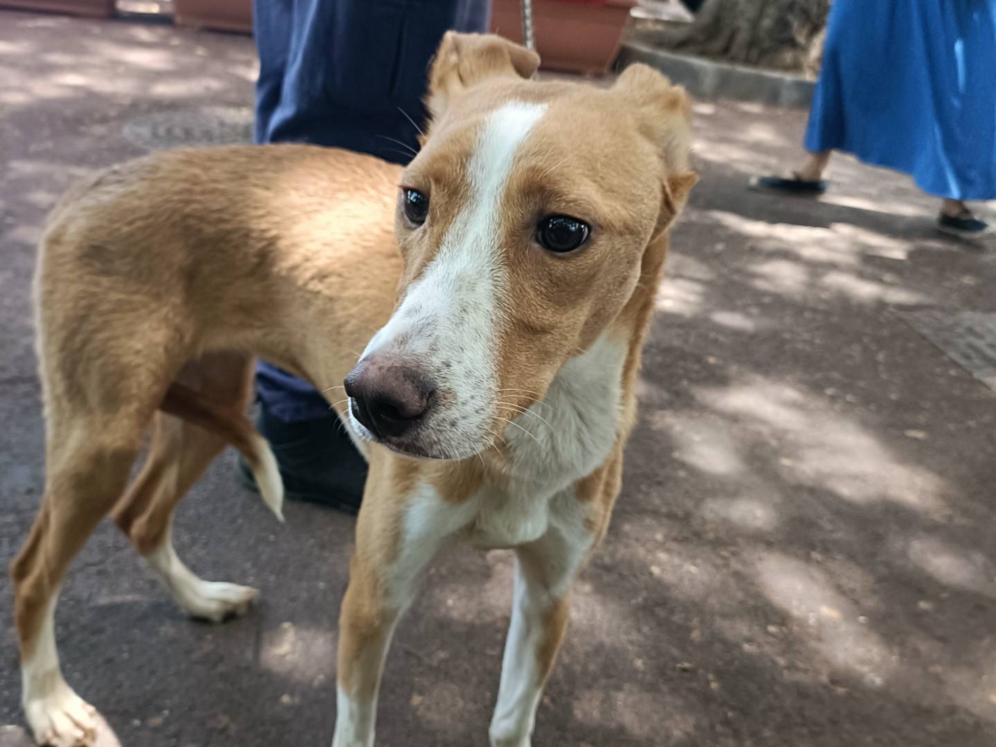 Adotta il cane Mielina a Palermo