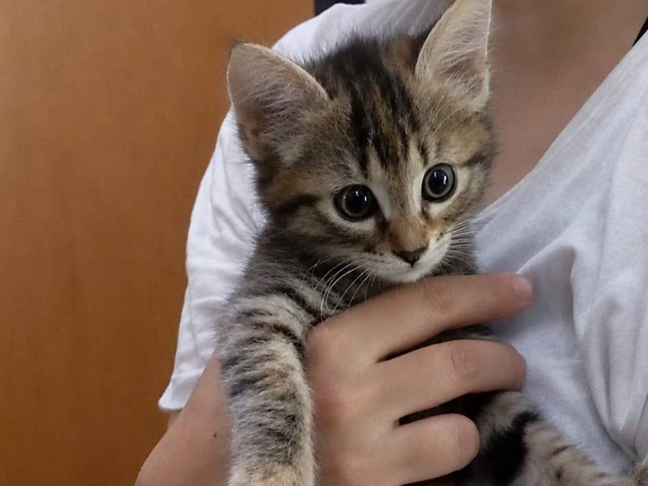 Adozione gatto, femmina, Razza sconosciuta Razza sconosciuta, 2 mesi, taglia non valida, Messina