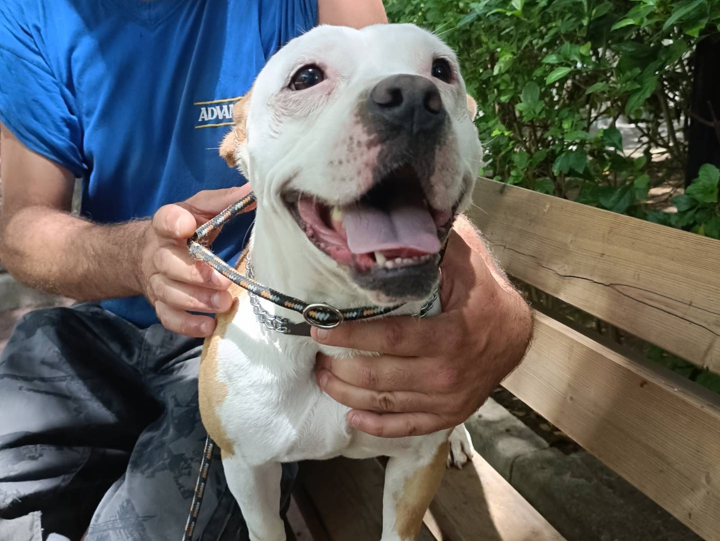 Adotta un cane, femmina, 3 anni e 1 mese, Palermo
