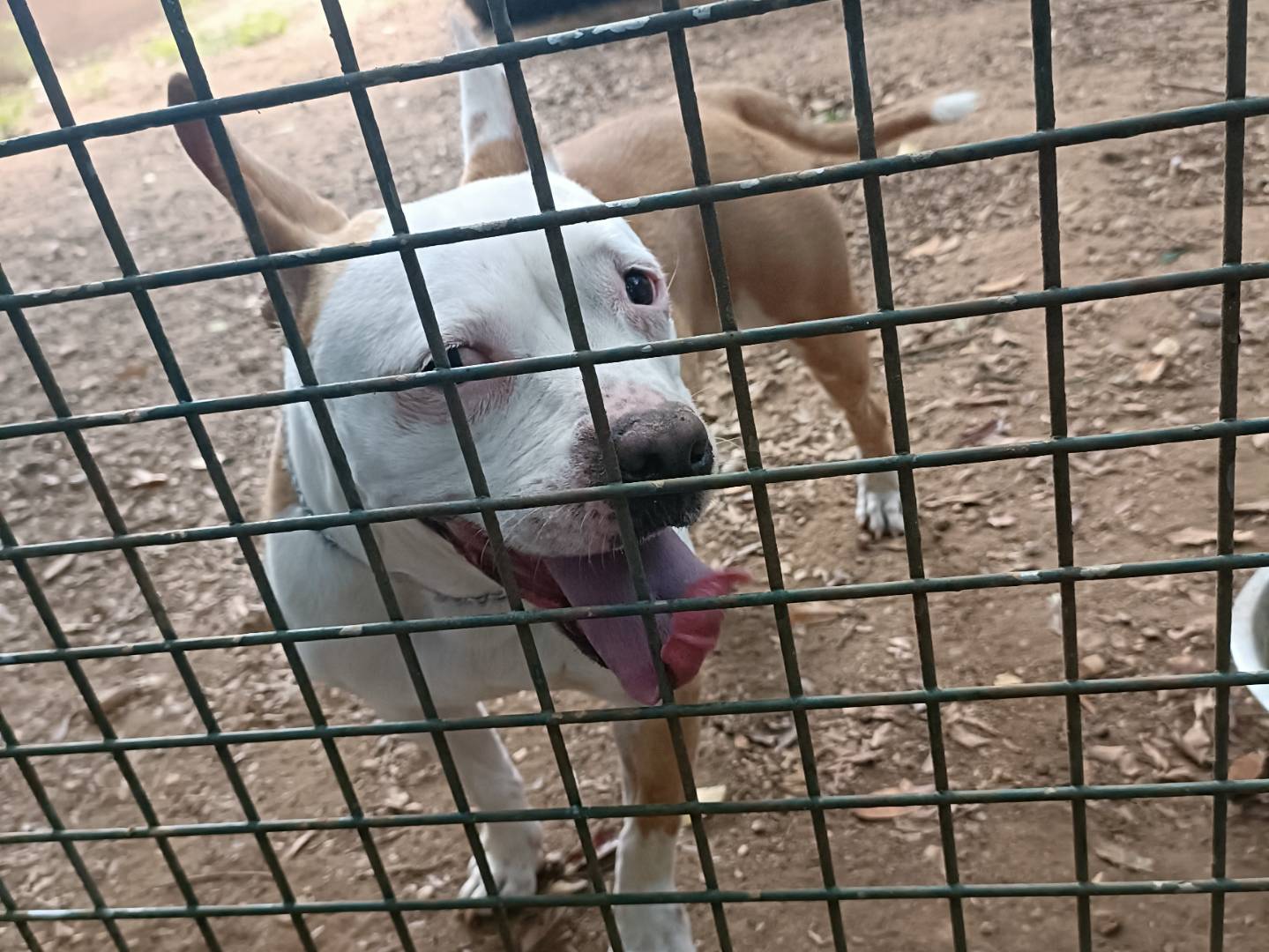 Adotta un cane, taglia media, femmina, Palermo