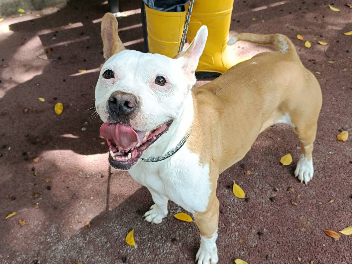 Vuoi adottare un cane a Palermo?