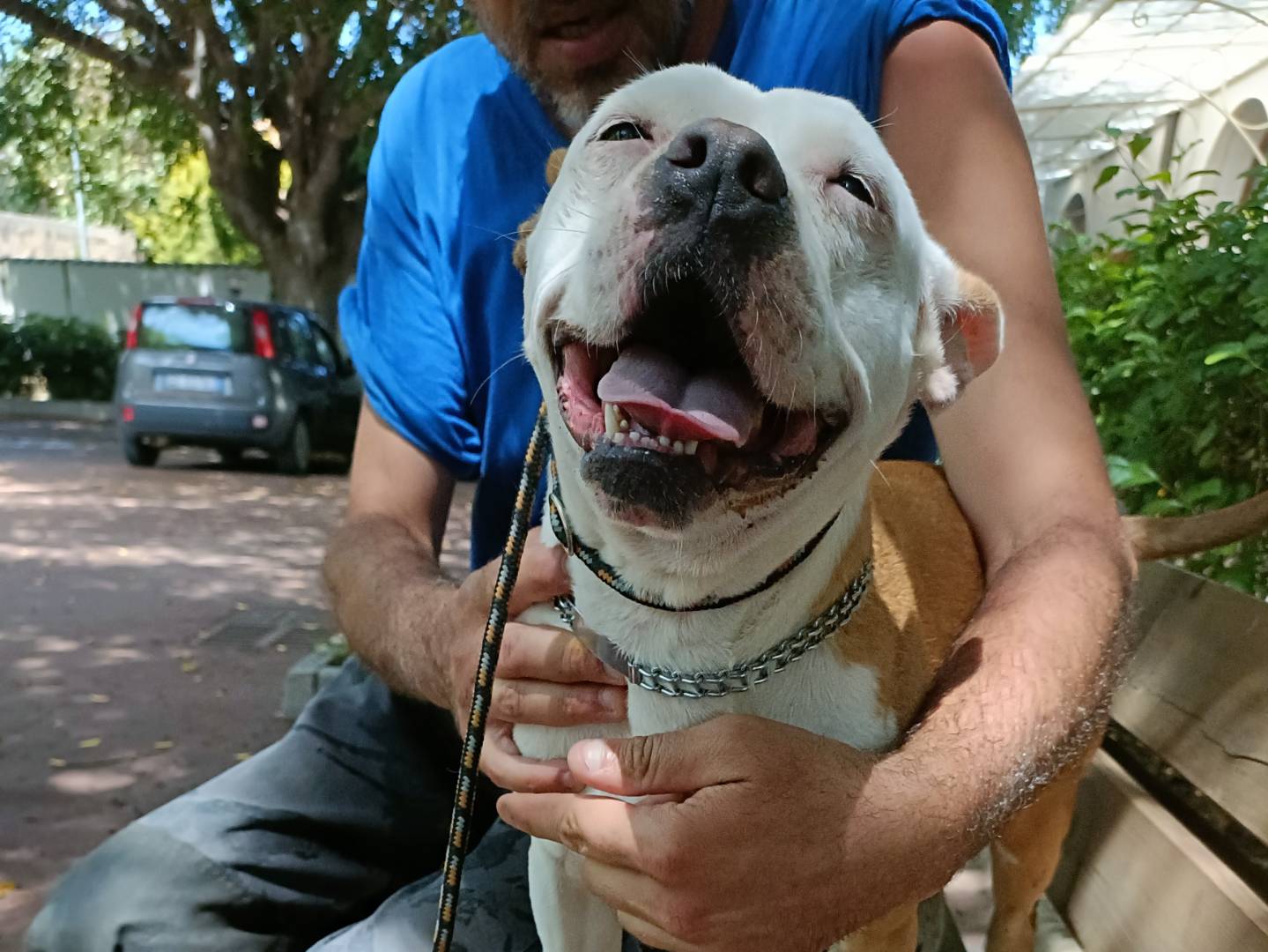 Adotta il cane Ginevra a Palermo