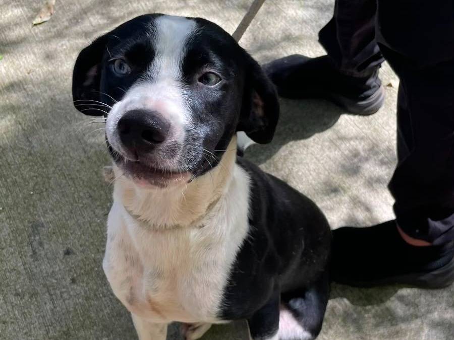 Adozione cane, femmina, Razza sconosciuta Razza sconosciuta, 10 mesi, taglia media, Latina