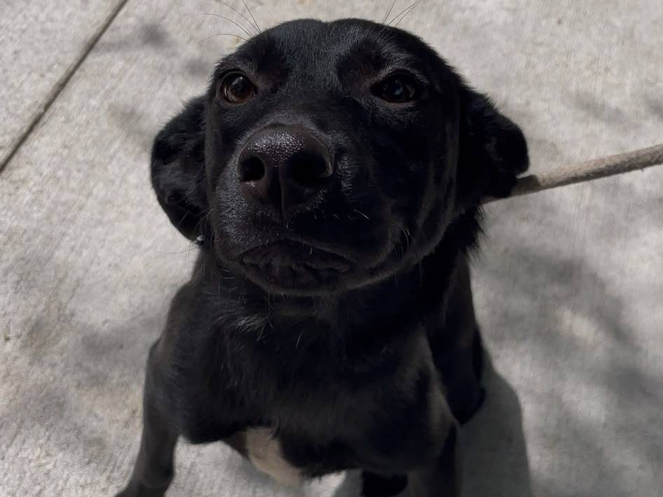 Adozione cane, femmina, Razza sconosciuta Razza sconosciuta, 8 mesi, taglia media, Latina