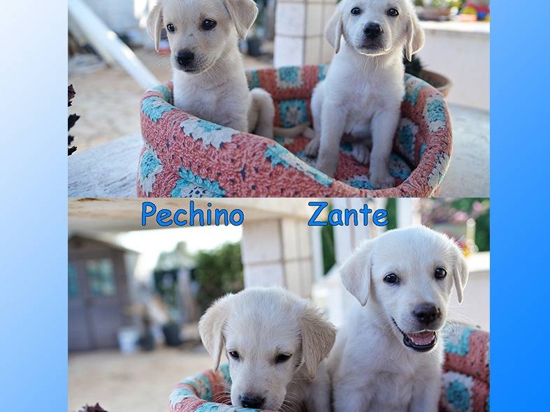 Adozione cane, femmina, Labrador Retriever Razza sconosciuta, 2 anni e 2 mesi, taglia media, Torino