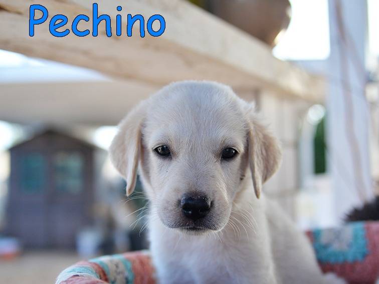 Adotta un cane, taglia media, femmina, Torino