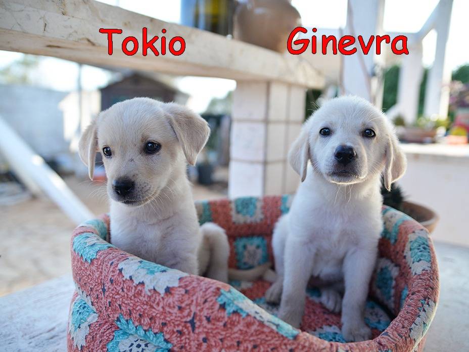 Vuoi adottare un cane a Torino?