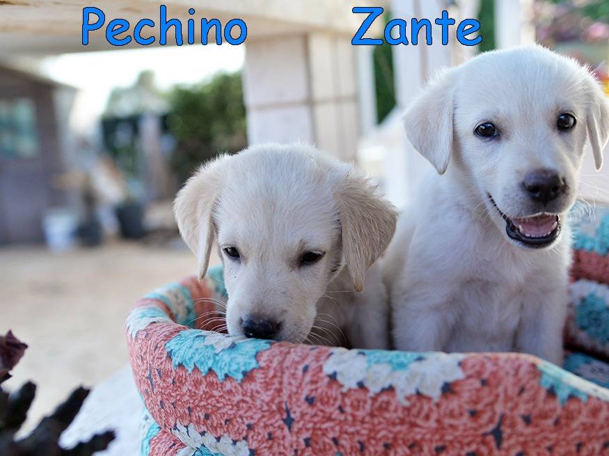 Adotta il cane Tokio Ginevra Pechino Zante a Torino
