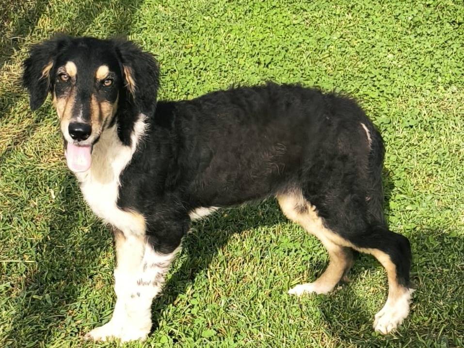 Adozione cane, femmina, Razza sconosciuta Razza sconosciuta, 5 mesi, taglia piccola, Cosenza