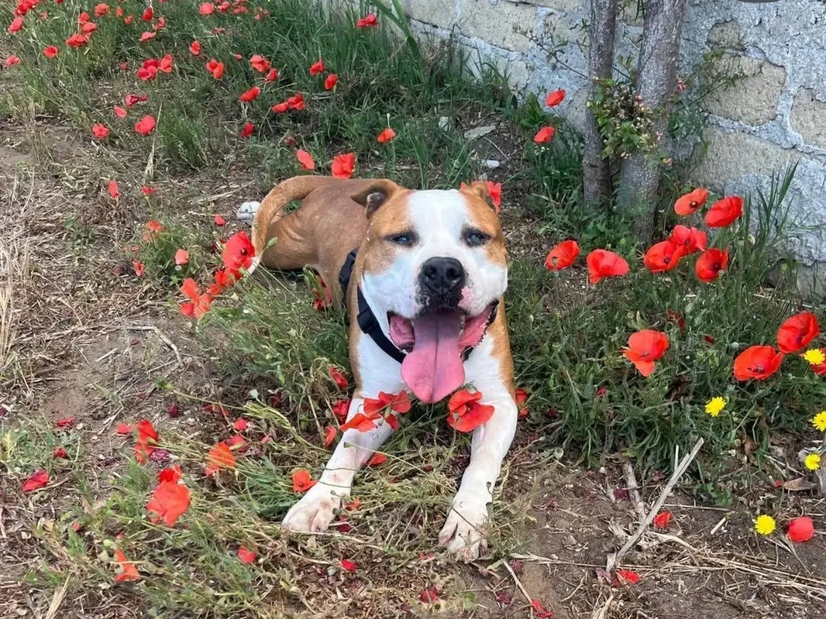 Adotta un cane, taglia grande, maschio, Caserta