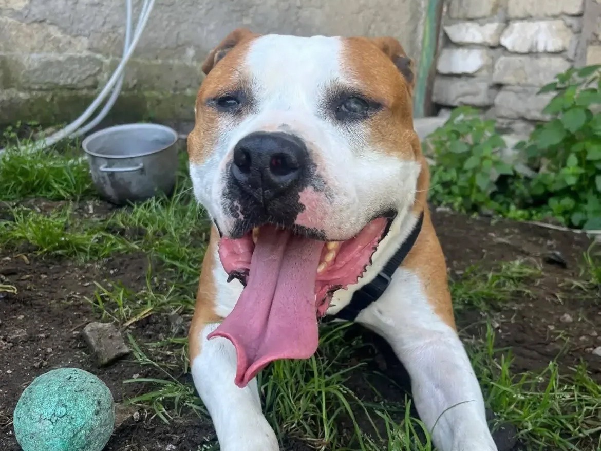 Adozione cane, maschio, Staffordshire Bull terrier Razza sconosciuta, 7 anni e 1 mese, taglia grande, Caserta