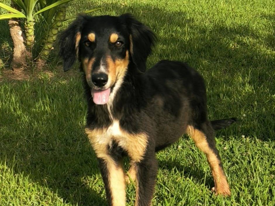 Adozione cane, femmina, Razza sconosciuta Razza sconosciuta, 5 mesi, taglia piccola, Cosenza