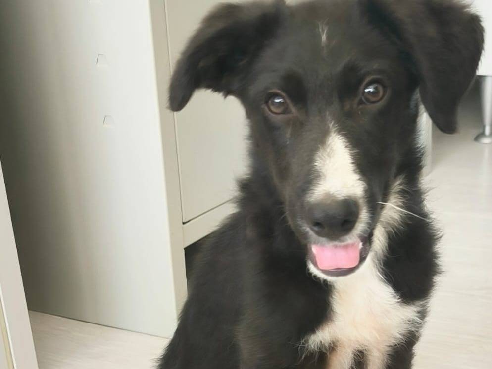 Adozione cane, femmina, Razza sconosciuta Razza sconosciuta, 4 mesi, taglia media, Cosenza
