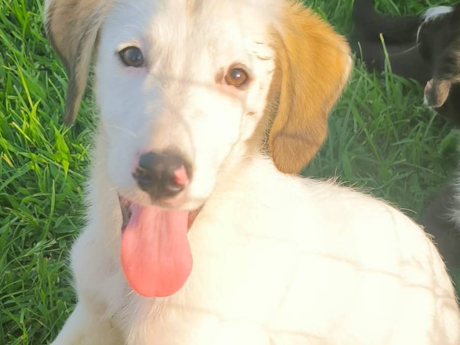 Adozione cane, maschio, Razza sconosciuta Razza sconosciuta, 4 mesi, taglia media, Cosenza