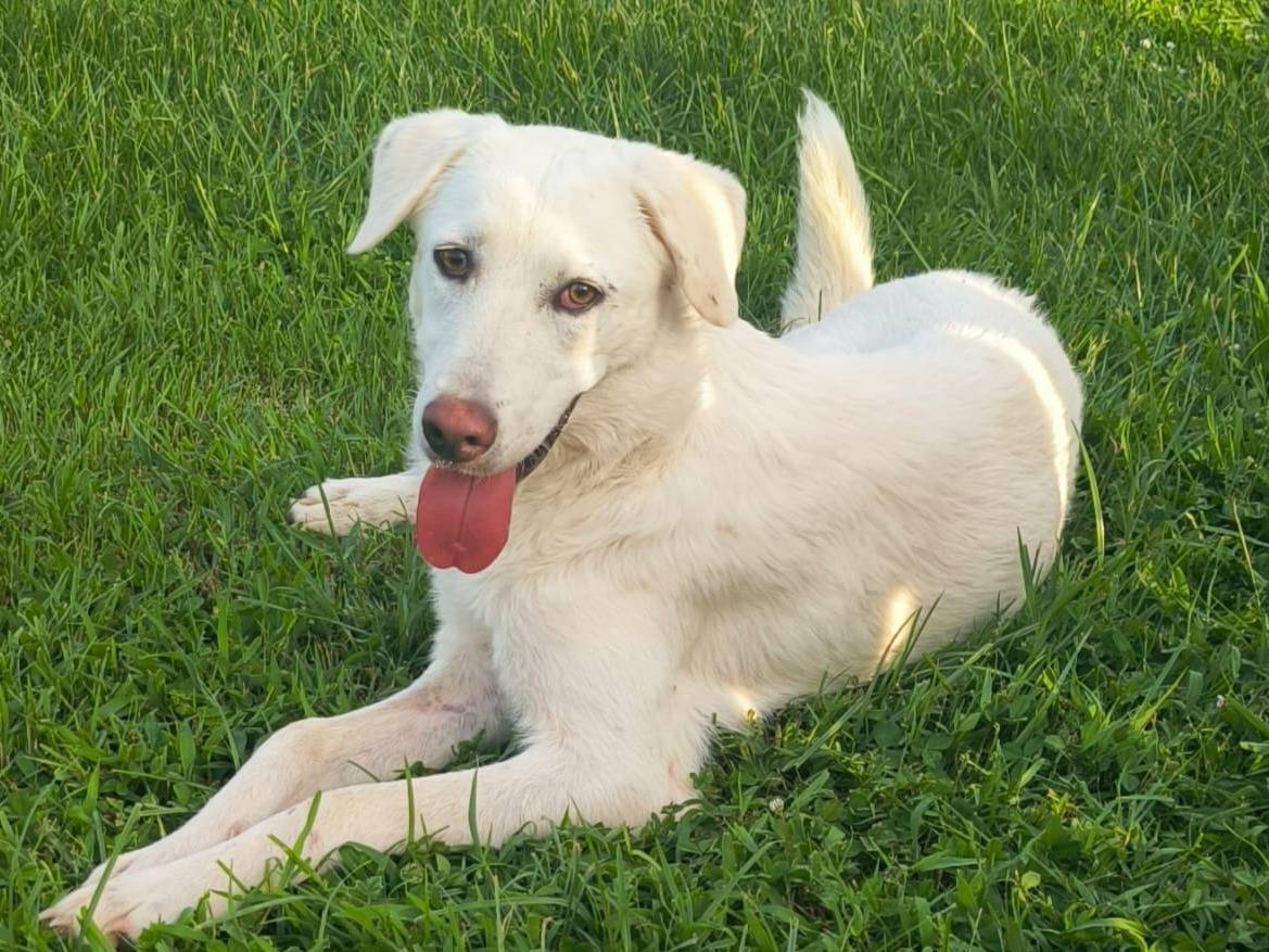 Adozione cane, femmina, Razza sconosciuta Razza sconosciuta, 1 anno, taglia media, Cosenza