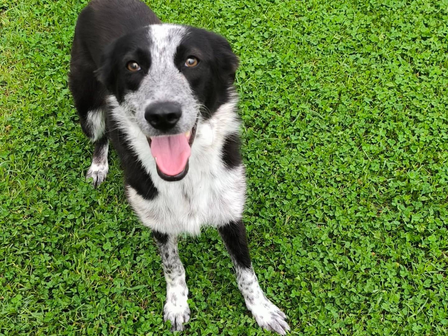 Adozione cane, femmina, Razza sconosciuta Razza sconosciuta, 2 anni e 4 mesi, taglia media, Cosenza