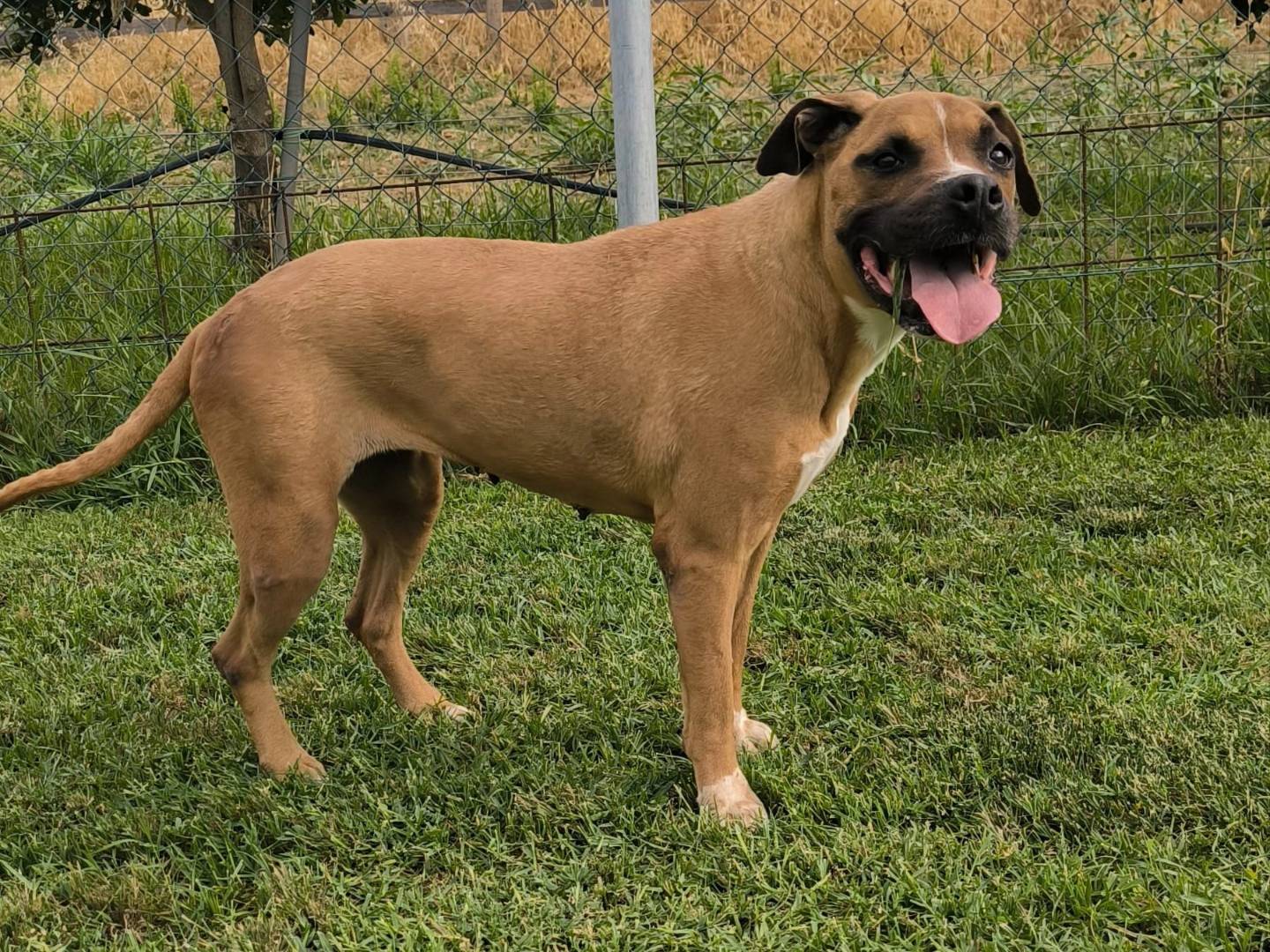 Adozione cane, femmina, Razza sconosciuta Razza sconosciuta, 10 anni, taglia media, Cosenza