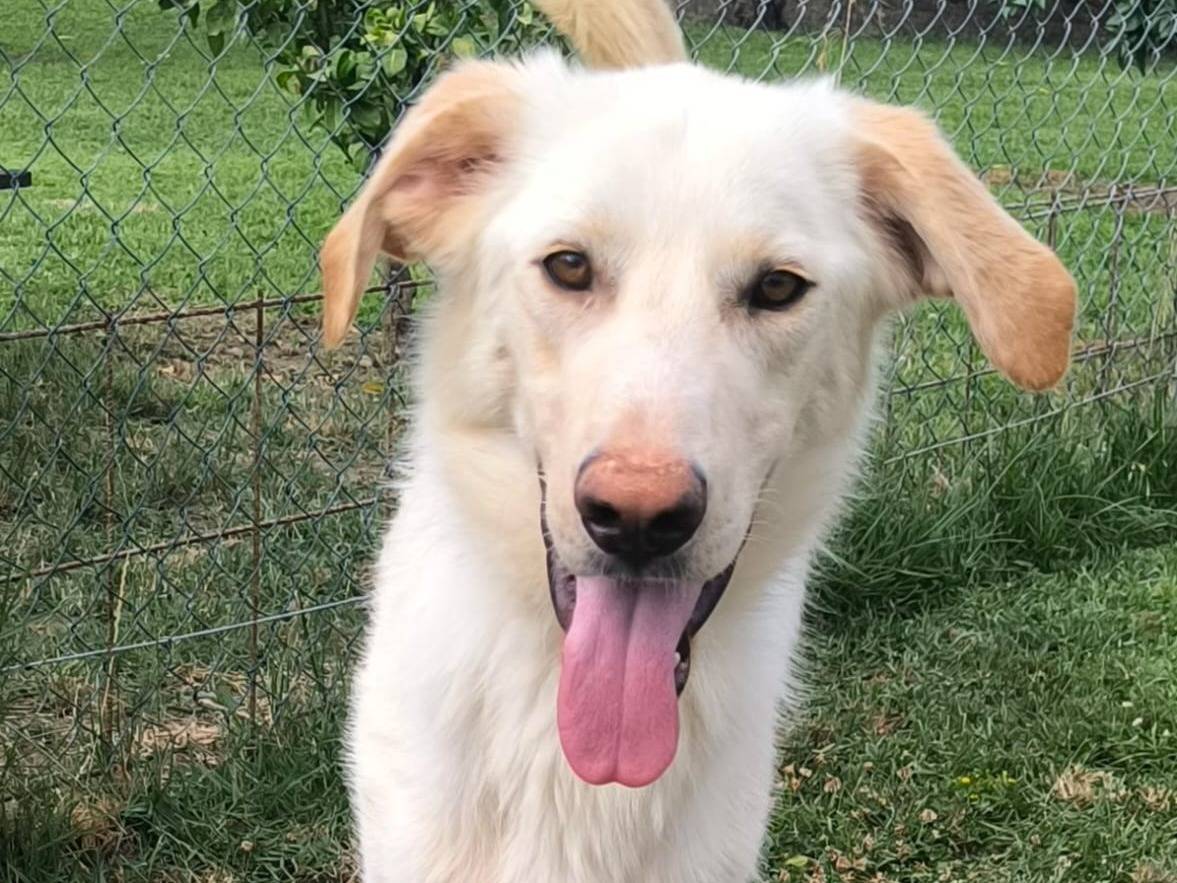 Adozione cane, maschio, Razza sconosciuta Razza sconosciuta, 2 anni, taglia media, Cosenza