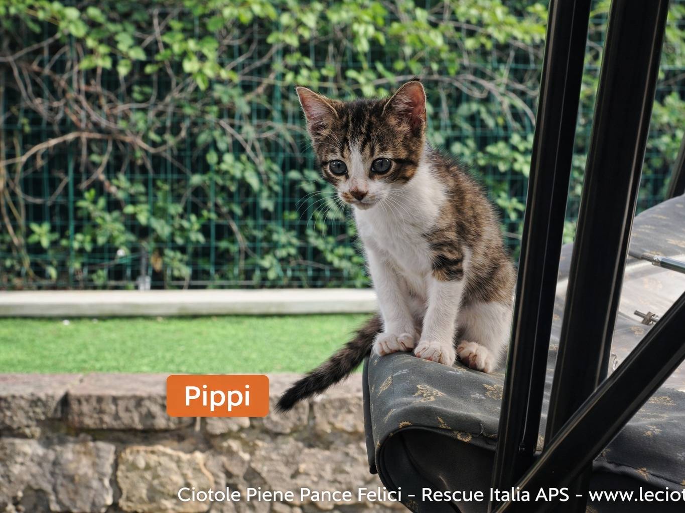 Adozione gatto, femmina, Razza sconosciuta Razza sconosciuta, 3 mesi, taglia non valida, Avellino