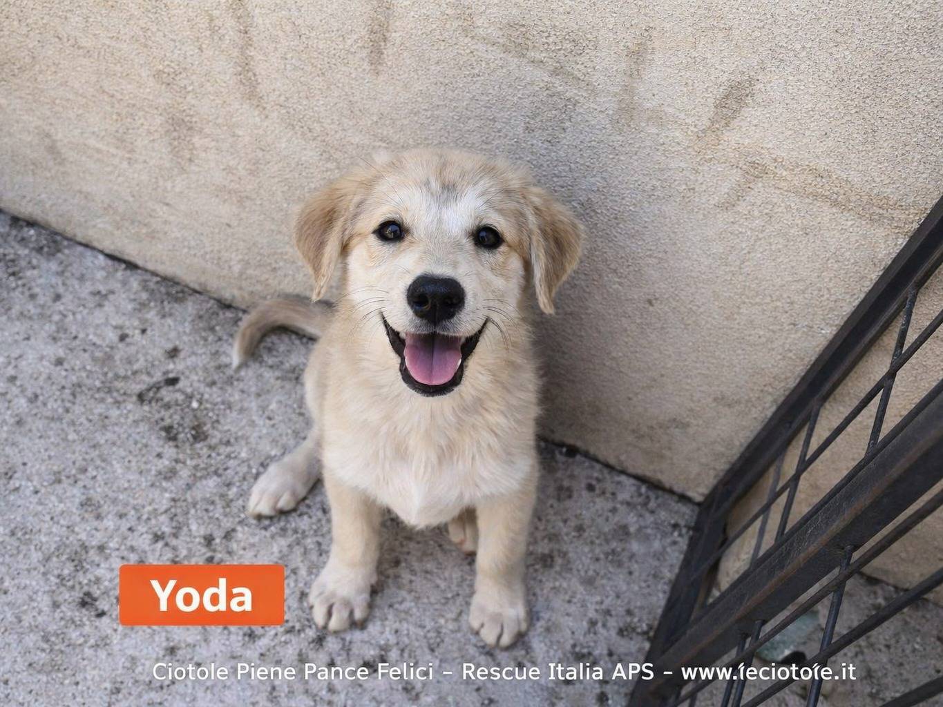 Adozione cane, femmina, Razza sconosciuta Razza sconosciuta, 3 mesi, taglia media, Avellino