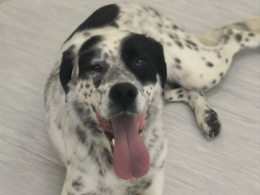 Adozione cane, femmina, Razza sconosciuta Razza sconosciuta, 5 anni, taglia media, Cosenza