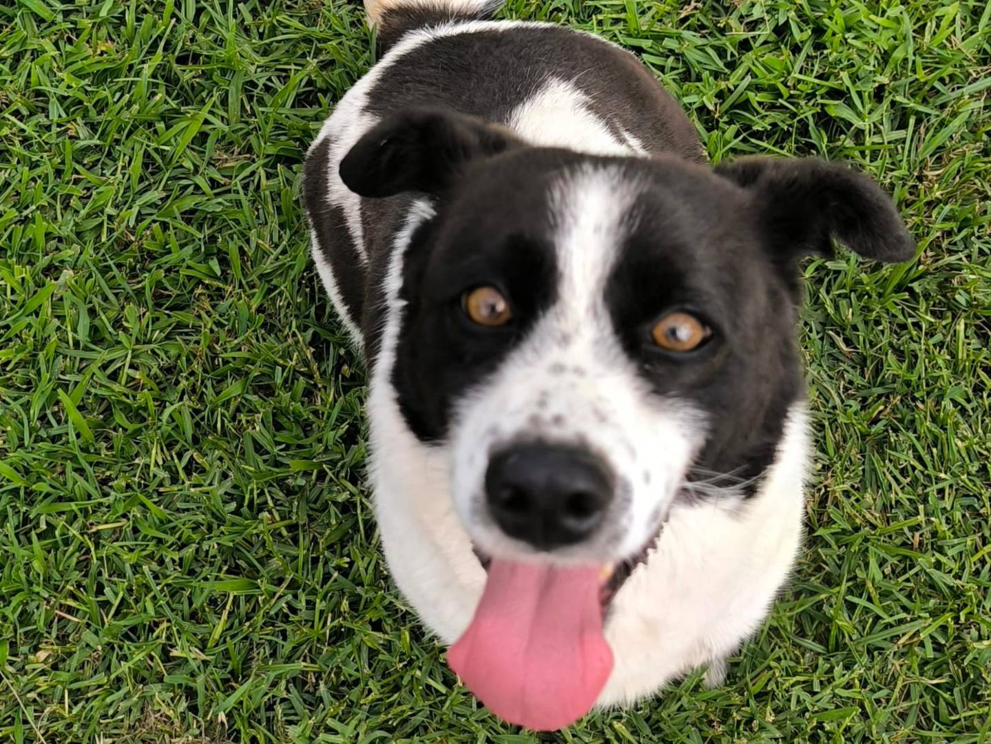 Adozione cane, femmina, Razza sconosciuta Razza sconosciuta, 5 anni, taglia media contenuta, Cosenza