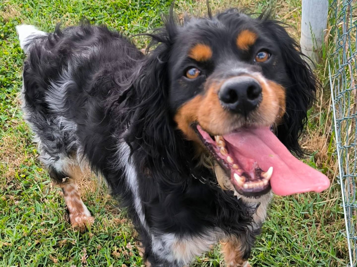 Adozione cane, maschio, Breton Setter Inglese, 5 anni, taglia media, Cosenza