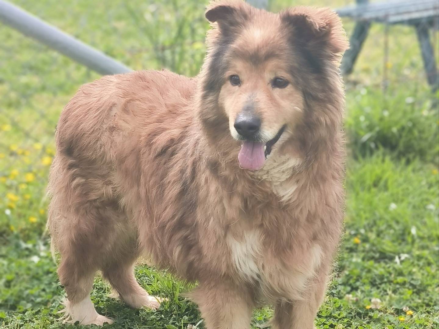 Adozione cane, maschio, Razza sconosciuta Razza sconosciuta, 8 anni, taglia media, Cosenza