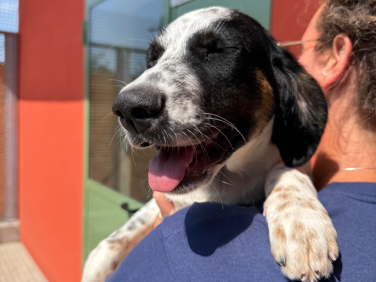 Adotta un cane, maschio, 5 mesi, Milano