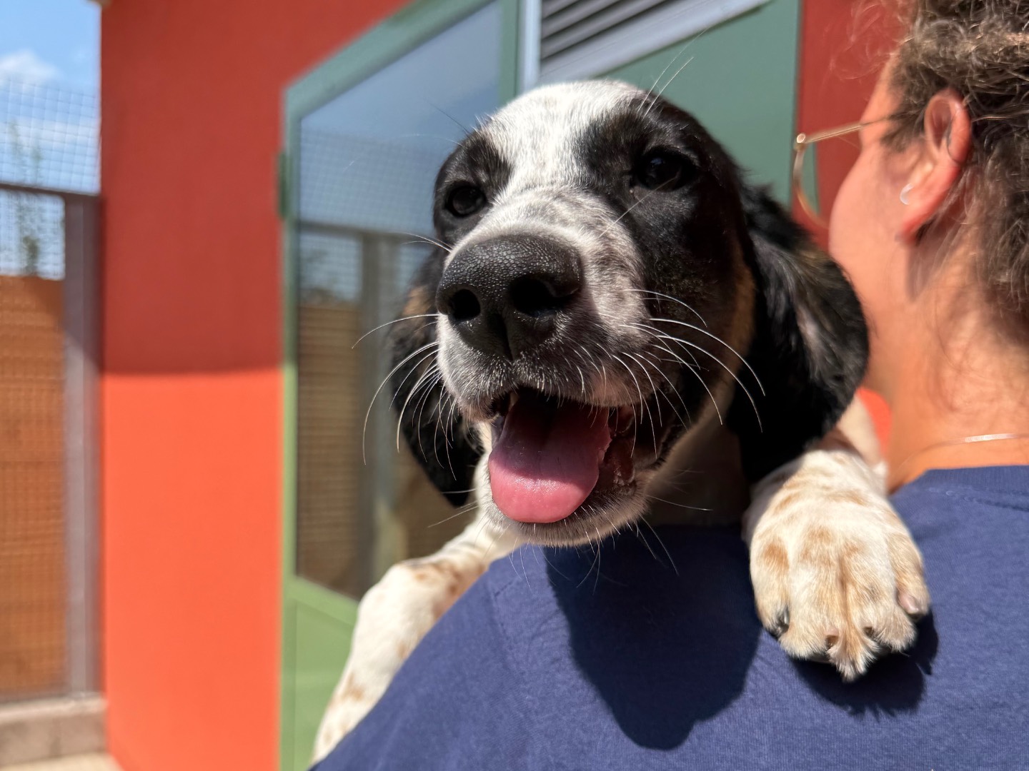 Adozione cane, maschio, Setter Inglese Razza sconosciuta, 5 mesi, taglia media, Milano