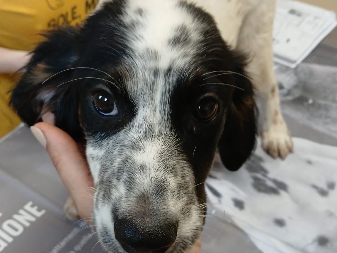 Adotta un cane, taglia media, maschio, Milano
