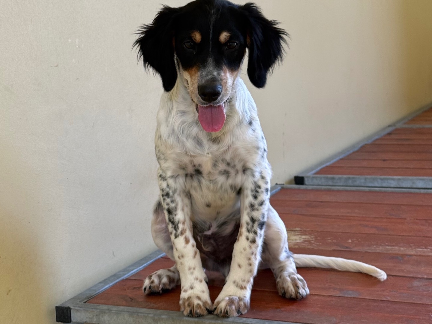Adozione cane, maschio, Setter Inglese Razza sconosciuta, 5 mesi, taglia media, Milano