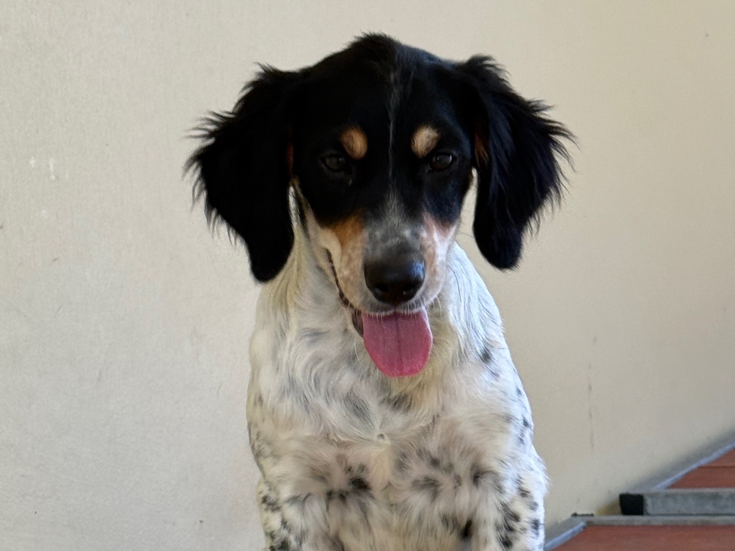 Adotta un cane, maschio, 5 mesi, Milano