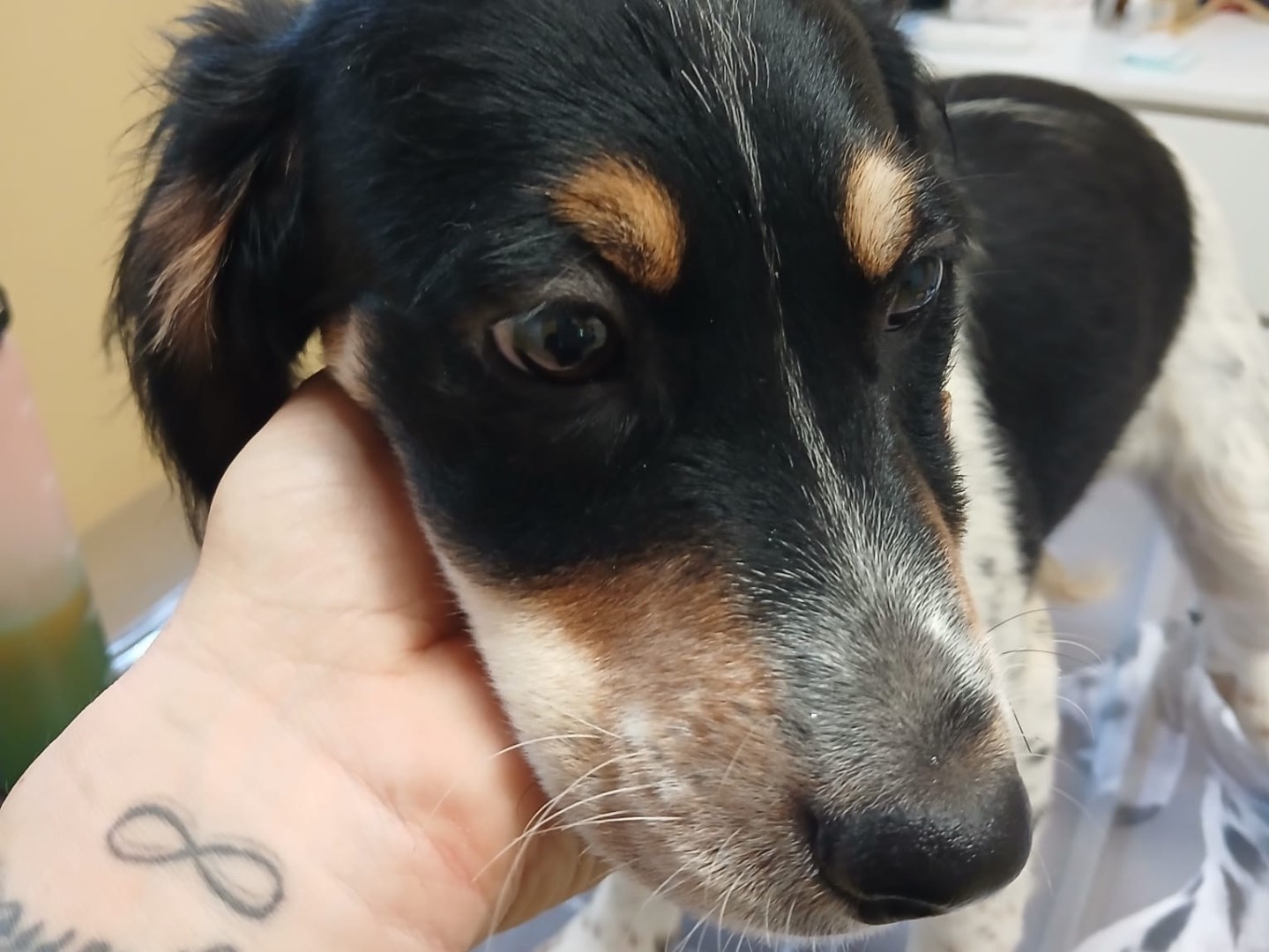 Adotta un cane, taglia media, maschio, Milano