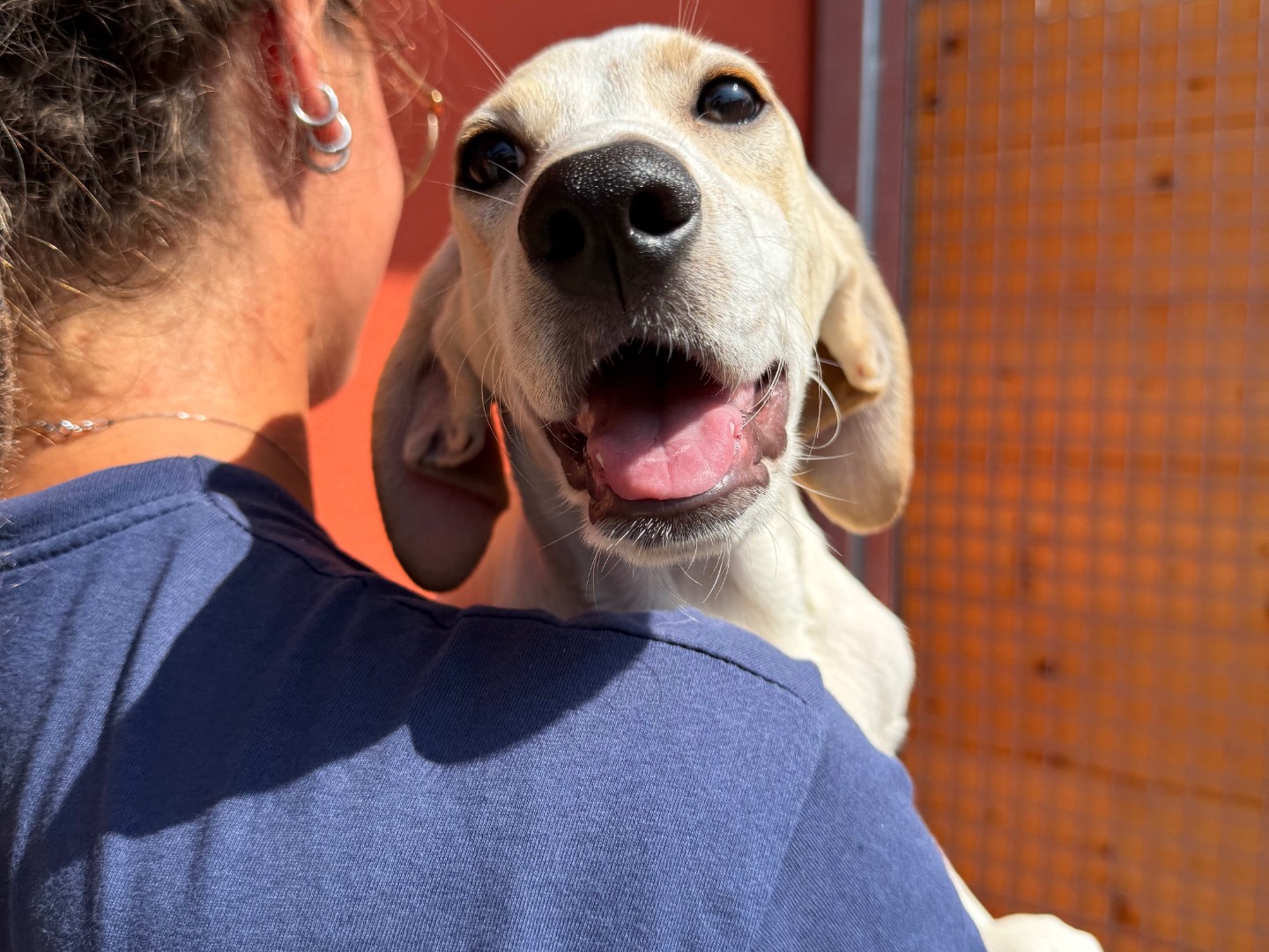 Adozione cane, maschio, Razza sconosciuta Razza sconosciuta, 5 mesi, taglia media, Milano