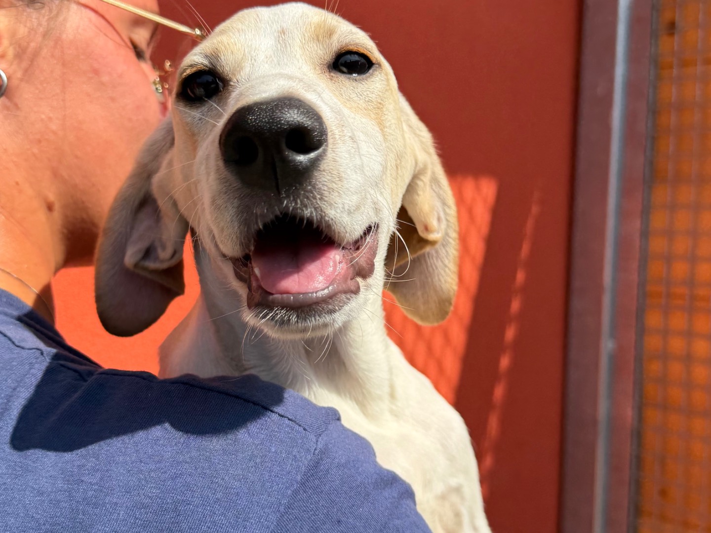 Adotta un cane, maschio, 5 mesi, Milano