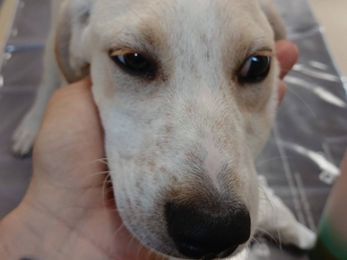 Adotta un cane, taglia media, maschio, Milano