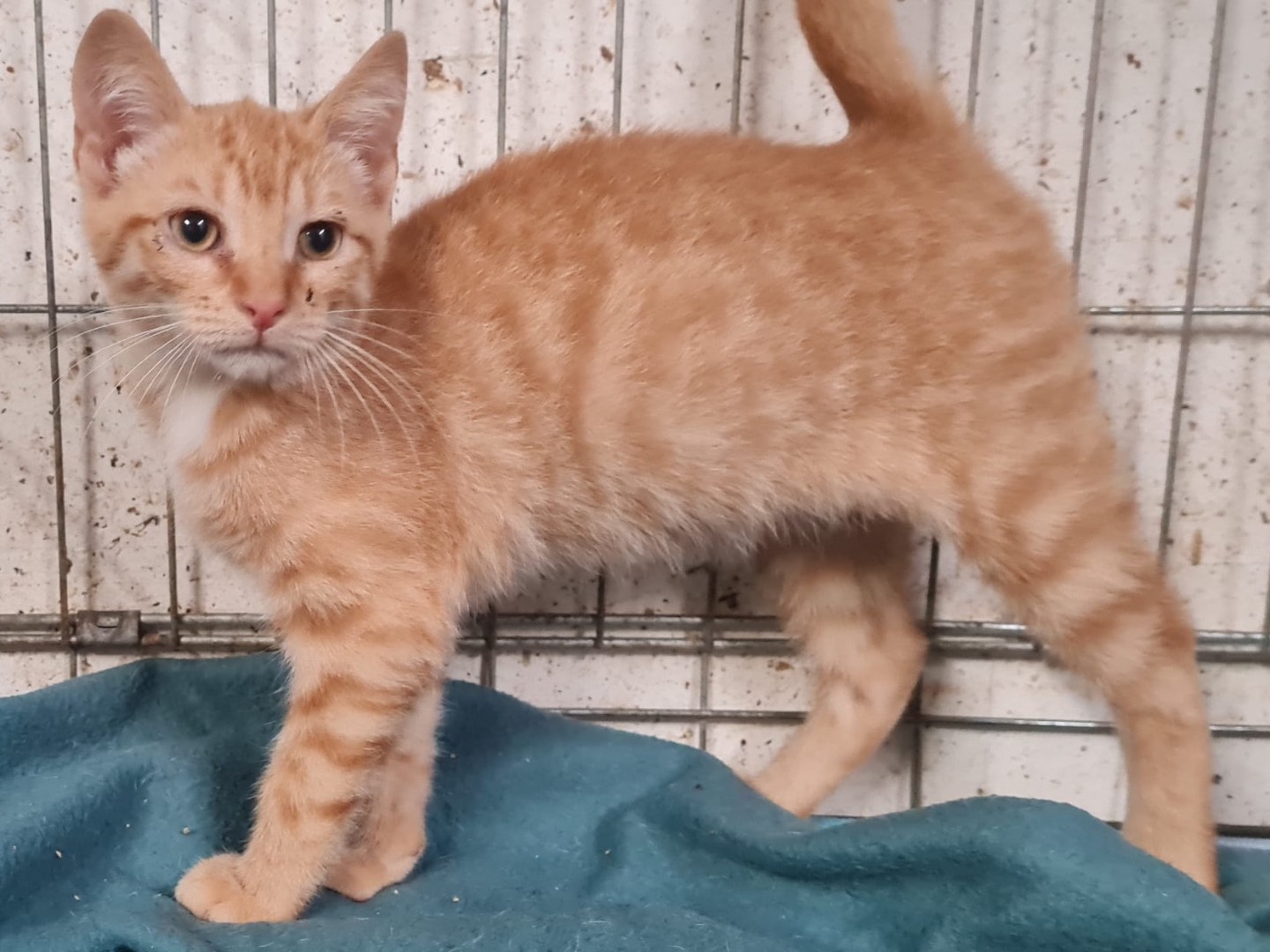 Adozione gatto, maschio, Razza sconosciuta Razza sconosciuta, 2 mesi, taglia non valida, Trento