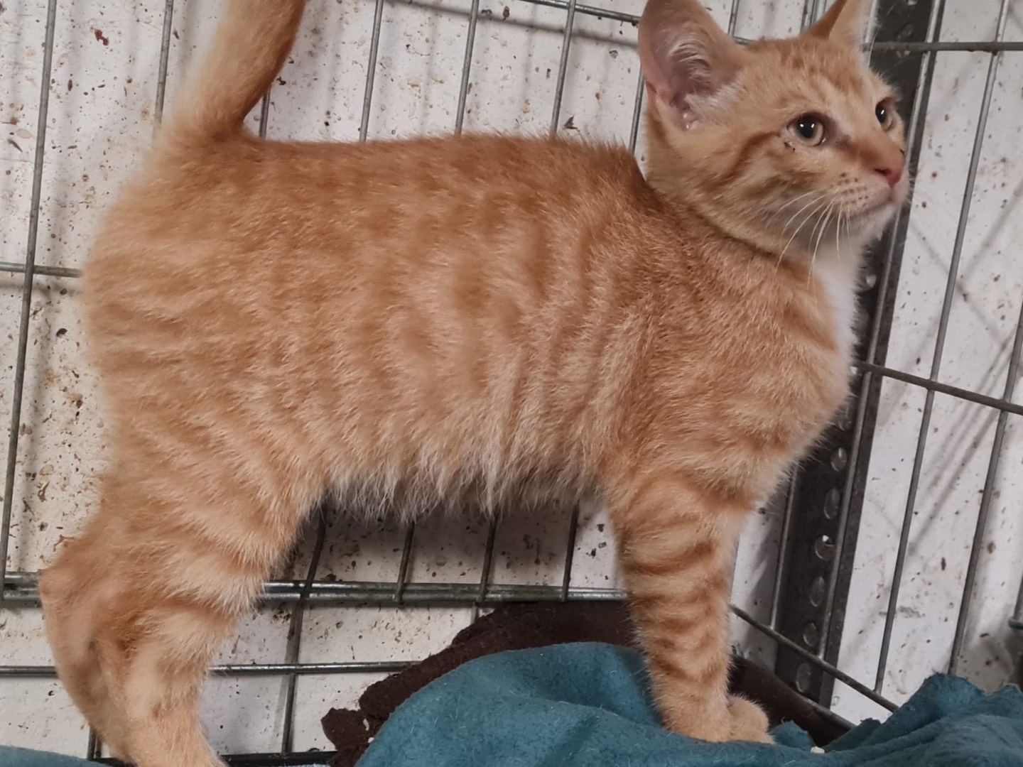 Adotta un gatto, maschio, 2 mesi, Trento