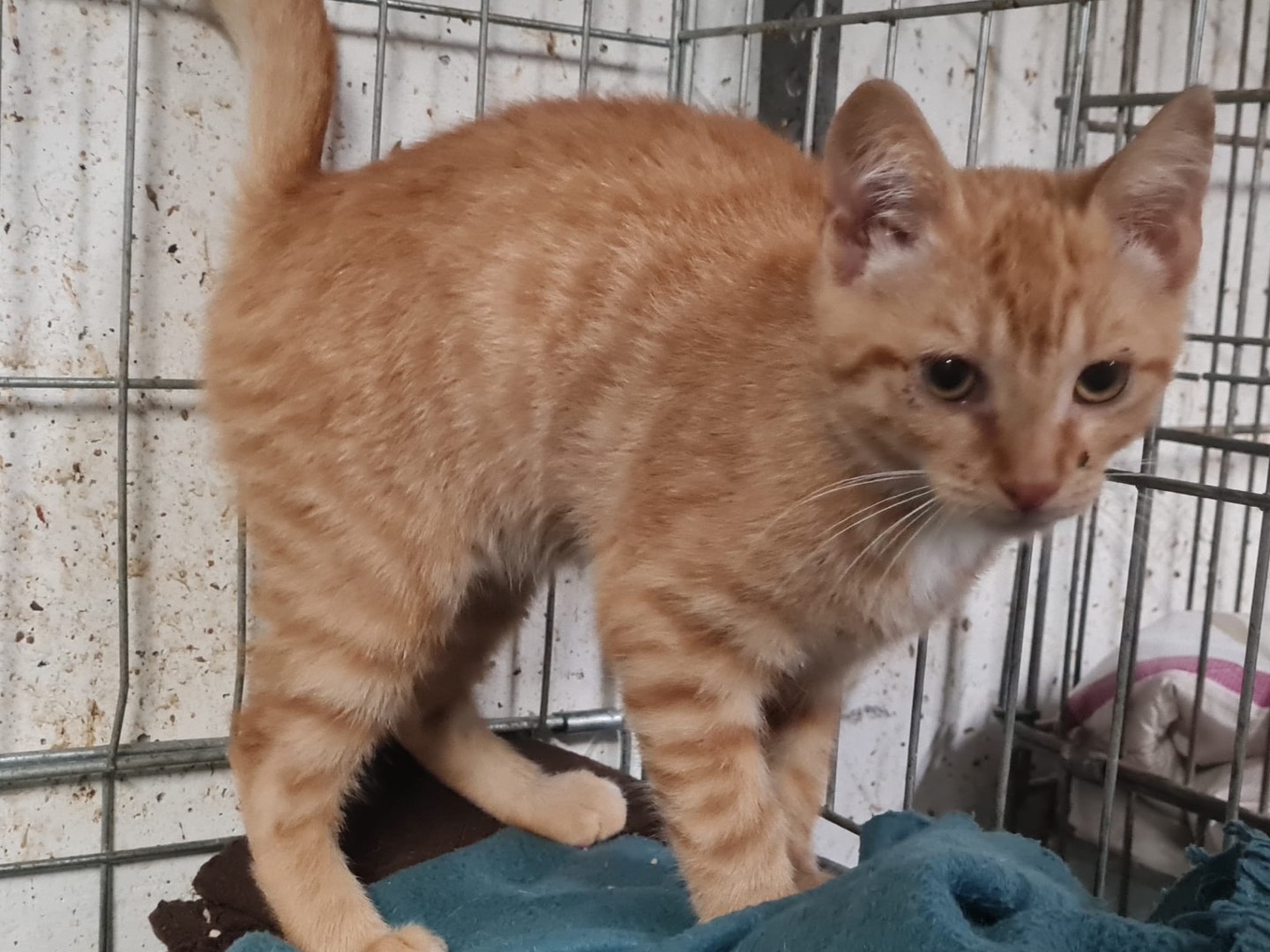 Adotta un gatto, taglia non valida, maschio, Trento