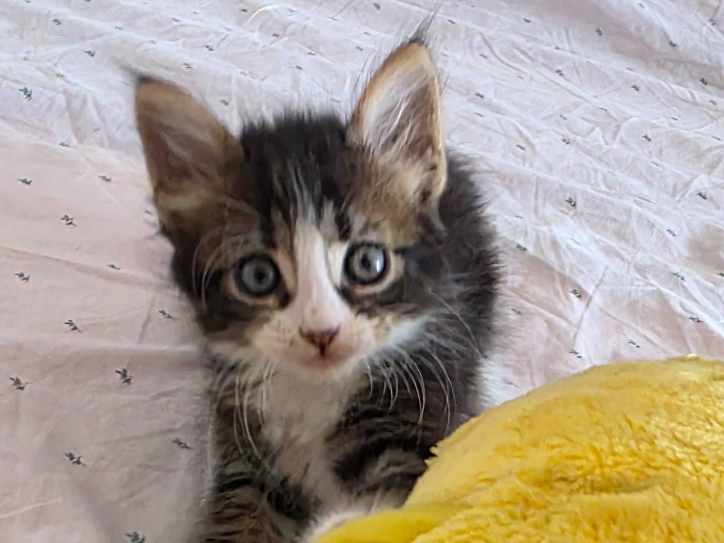 Adozione gatto, femmina, Razza sconosciuta Razza sconosciuta, 2 mesi, taglia non valida, Latina