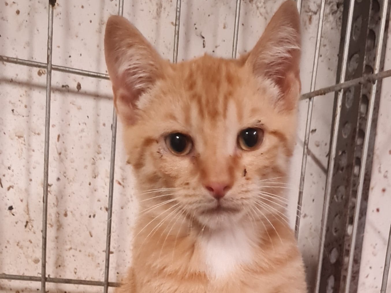 Vuoi adottare un gatto a Trento?