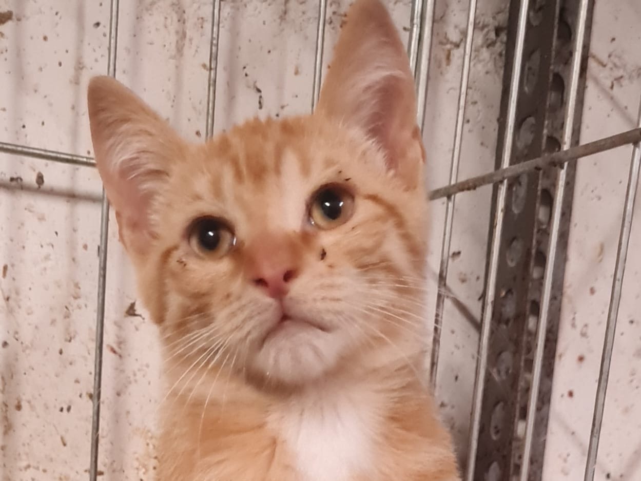 Adotta il gatto Caramel a Trento