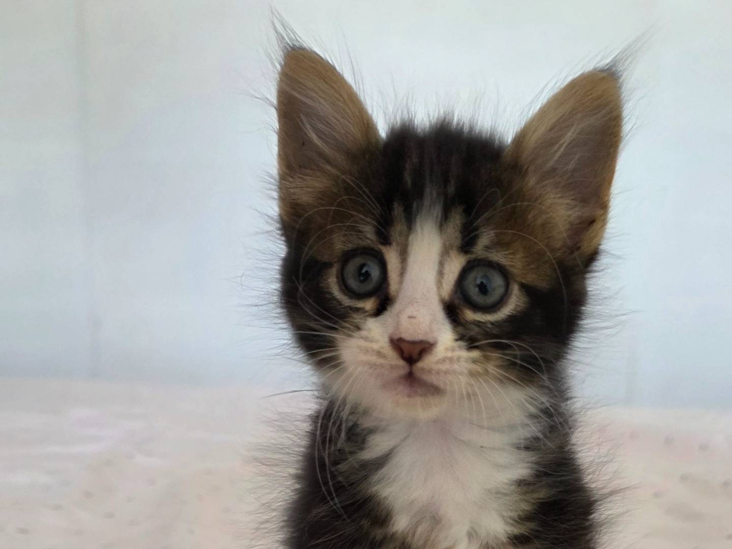 Adotta un gatto, femmina, 2 mesi, Latina